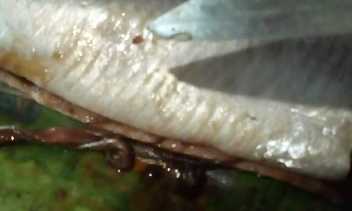 В одесском супермаркете обнаружены рыба с глистами (ФОТО)