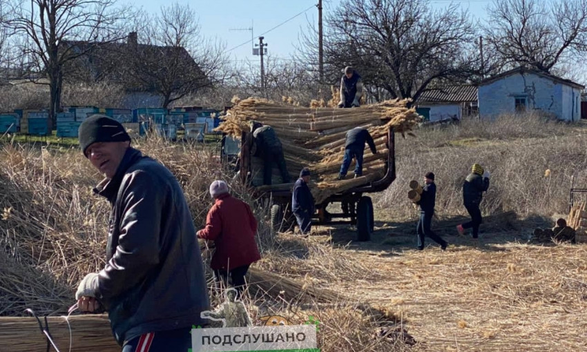 В Одесской области жители села незаконно выкосили камыш в ландшафтном парке 