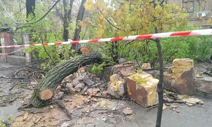 Висевшая на электропроводах акация всё же рухнула и разрушила каменный забор