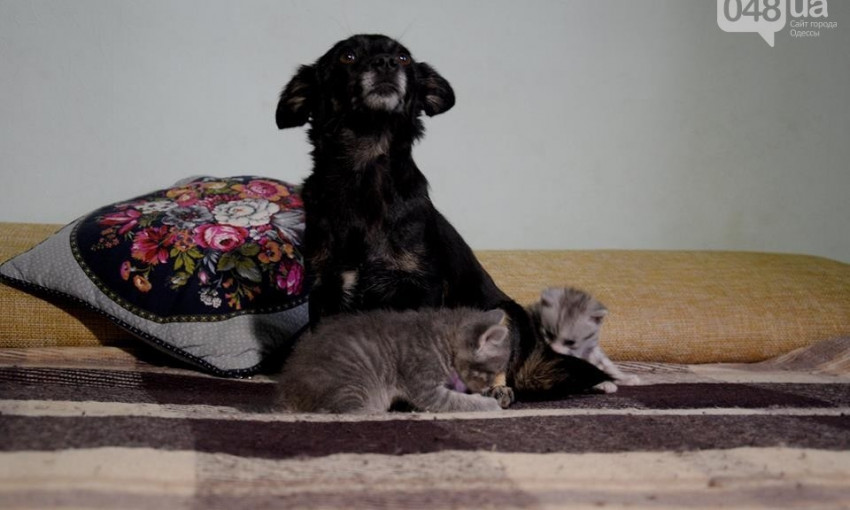 Одесская собака Туся стала мамой двух .... котят