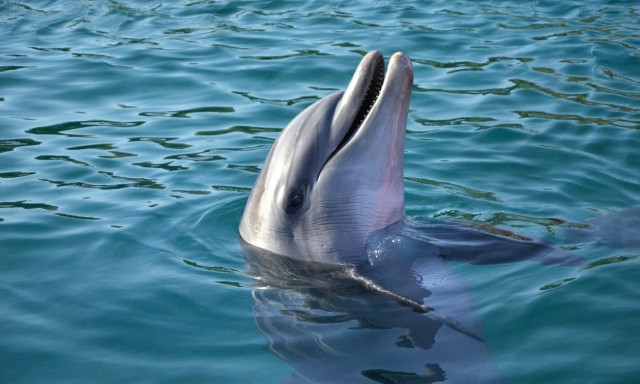 Летающая рыба и игры дельфинов – морские животные устроили шоу на пляже 