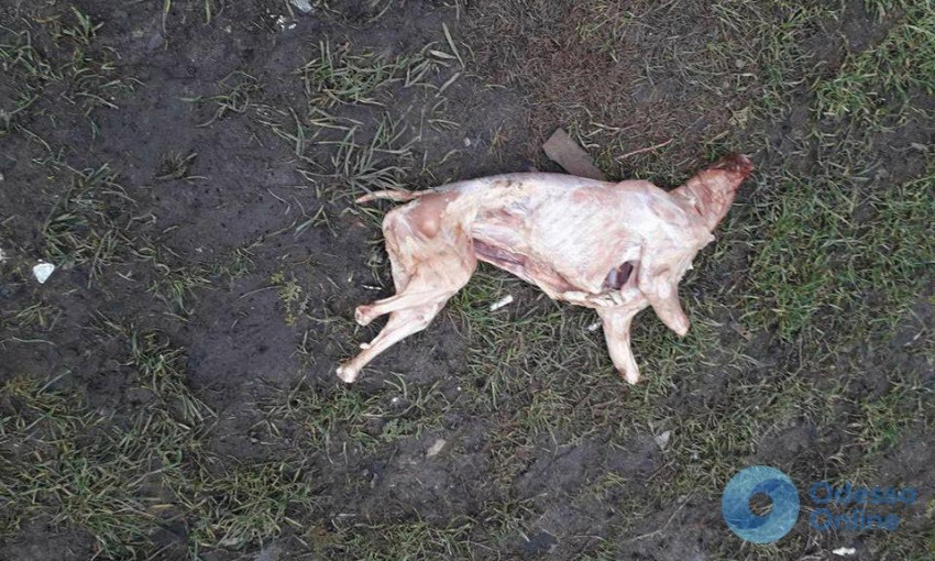 Освежёванный труп собаки нашли возле парка Победы в Одессе