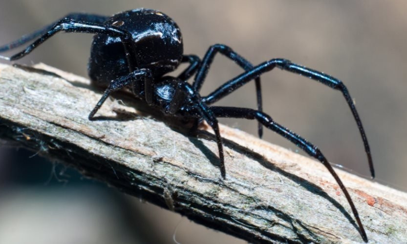 В Черноморске заметили ядовитых пауков
