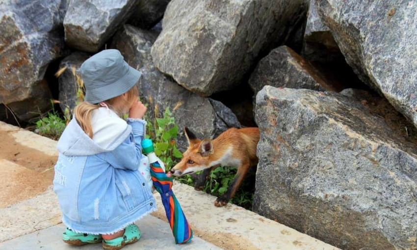 На побережьях пляжей вблизи Одессы заметили лисиц: животные людей не боятся 