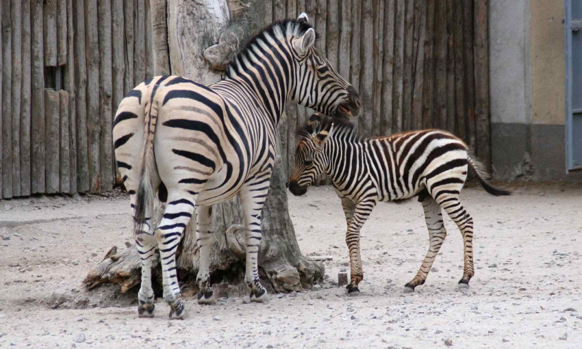 В Одесском зоопарке объявили конкурс на имя для самых маленьких его обитателей