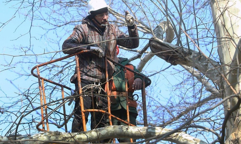 В Одесе подрежут деревья на полтора миллиона гривен 