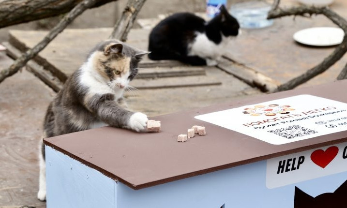 Кошкино новоселье – волонтеры установили еще три домика для котов 