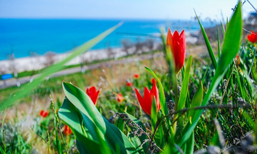 Одесситам на заметку: на склонах зацвели дикие тюльпаны
