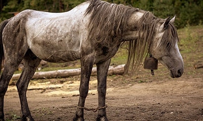 Одесса: У измученной лошади кровоточат копыта