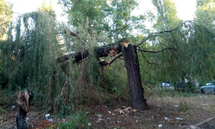 На Черемушках упало большое дерево 