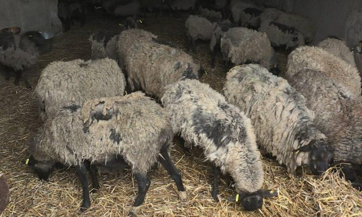 Черноморские овцы: волонтёры получили результаты анализов