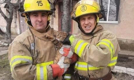В Одесской области спасли кота, который не мог спуститься с дерева