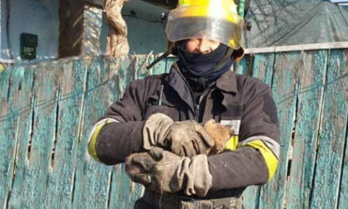 На Одещине сотрудники ГСЧС спасли щенка из ямы