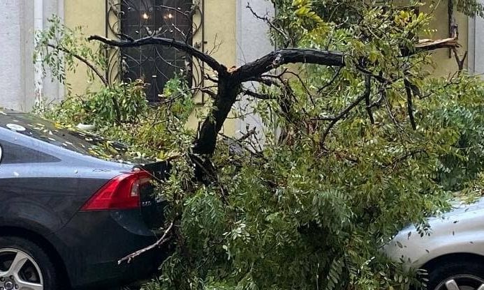 В Одессе сильный шторм: дерево упало на припаркованные автомобили