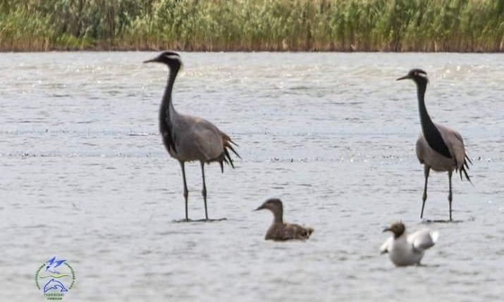 В Одесской области заметили исчезающий вид птиц