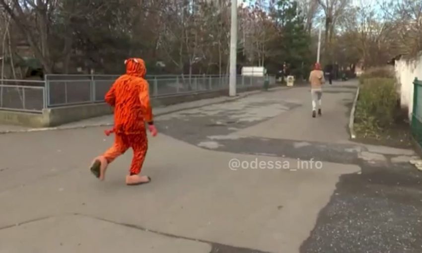Тигр сбежал из клетки: одесский зоопарк снял оригинальный клип к предстоящему празднику