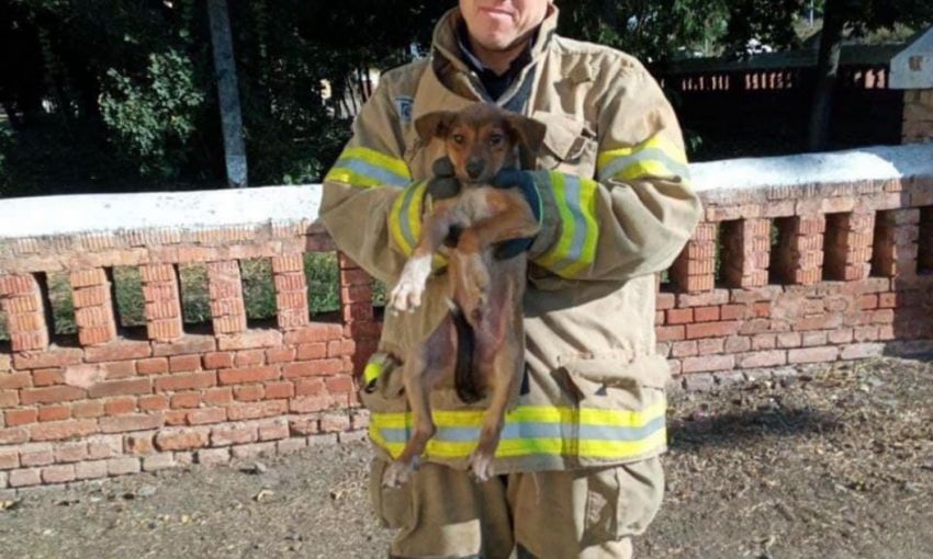 Самоотверженные спасатели из Одесской области достали пса из выгребной ямы