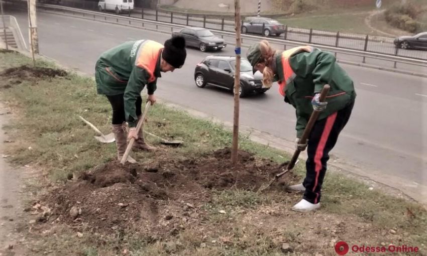 Одесская акция «1000 белых акаций» в самом разгаре: где высадили декоративные деревья