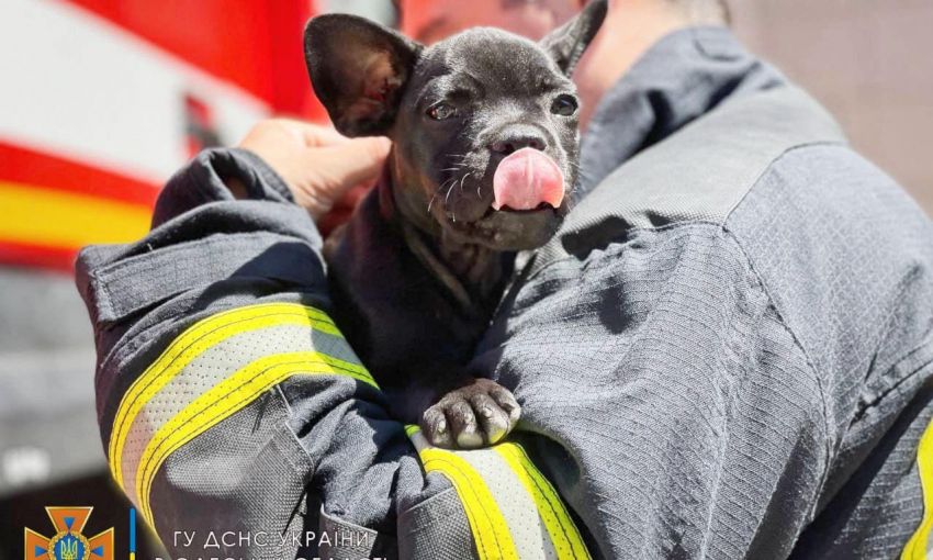 Одесские пожарные показали свой талисман - пса Мажора