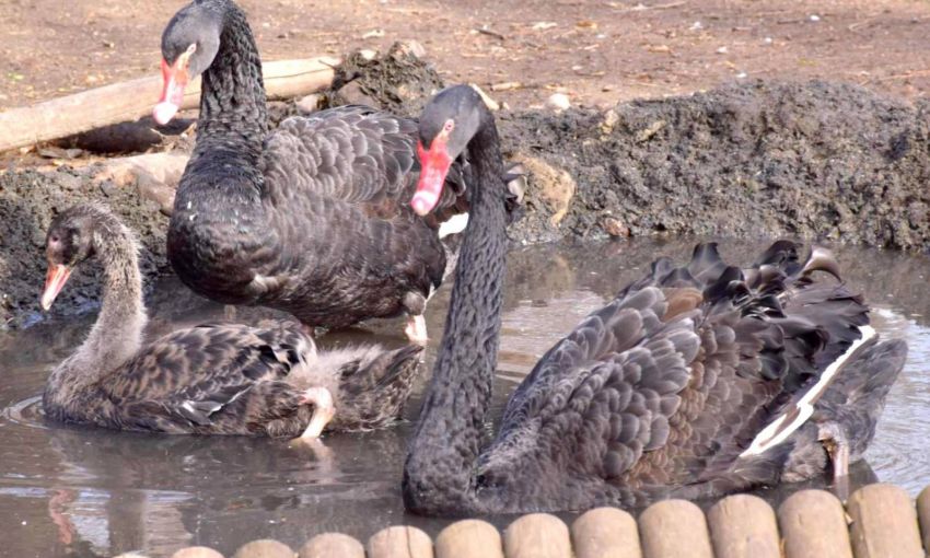 В Одесском зоопарке вылупился детеныш редких черных лебедей