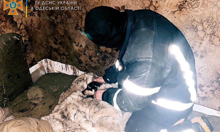 Одесские пожарные спасли из огня собаку: ее реанимировали на месте