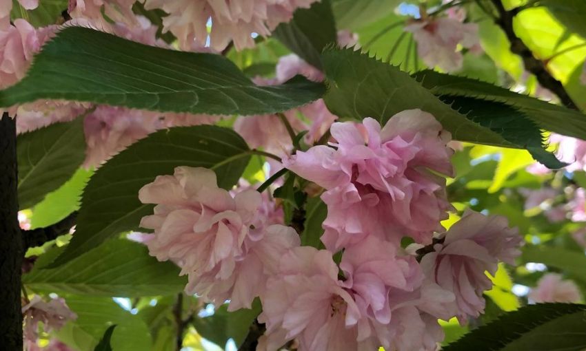 Райская красота: в Одесском ботаническом саду цветет сакура
