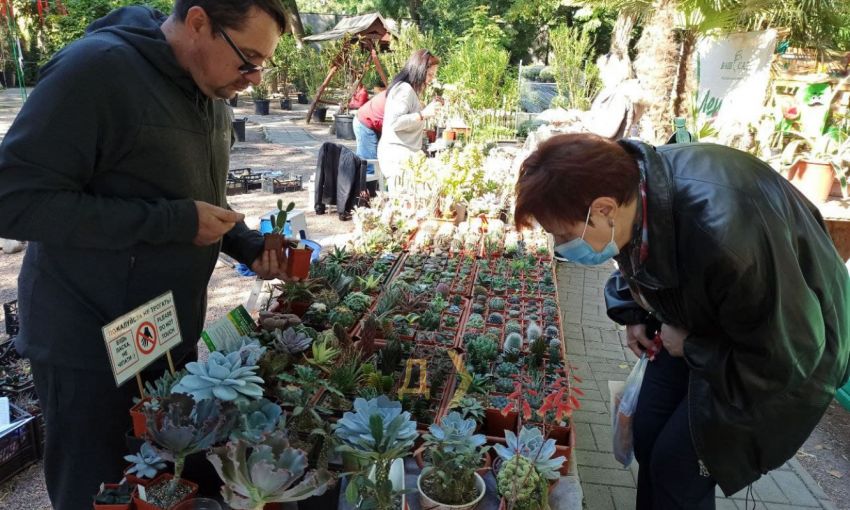 В Одессе масштабно зацвели… кактусы