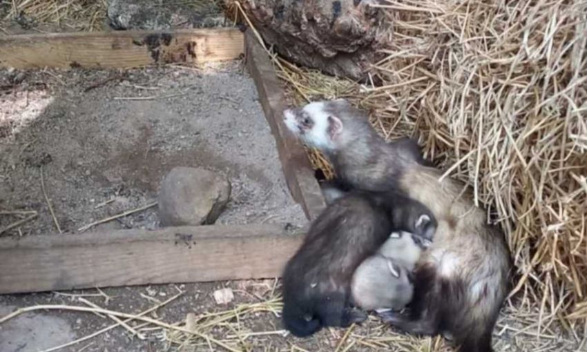 В Одесском зоопарке родились милашки-хорьки