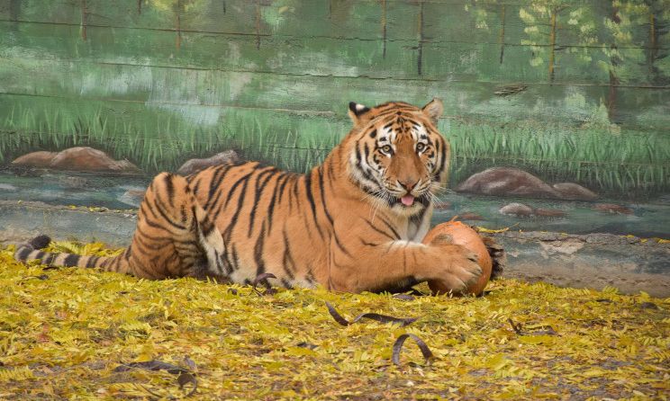 Одесских тигров угостили тыквами с мясом