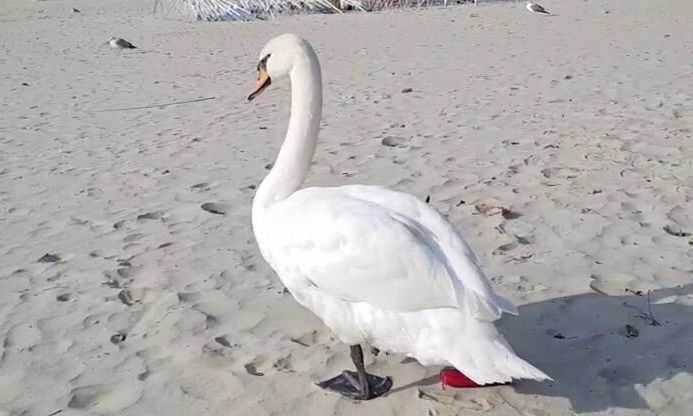 На пляже под Одессой нашли и спасли лебедя