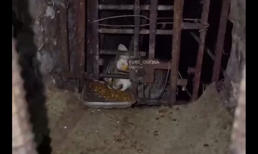 На Черемушках спасли замурованных в подвале котиков (Видео)