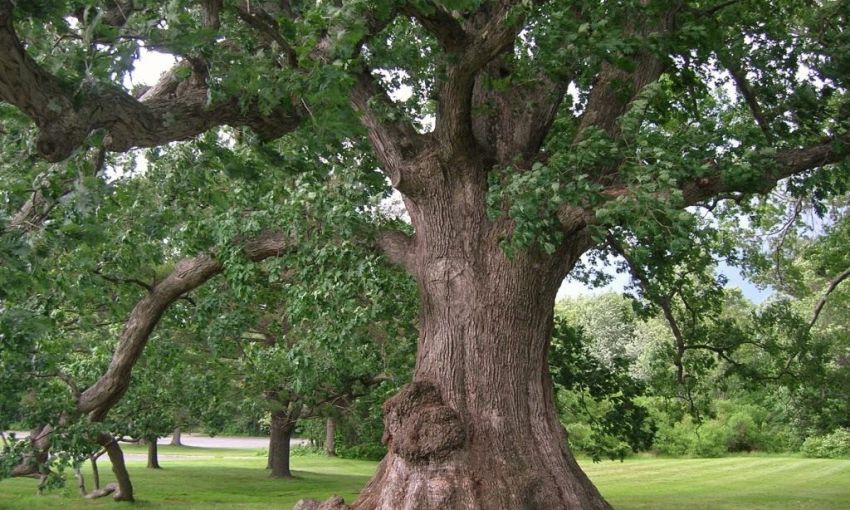 Жителю Одесчины придется уплатить тысячу евро за спиленное дерево